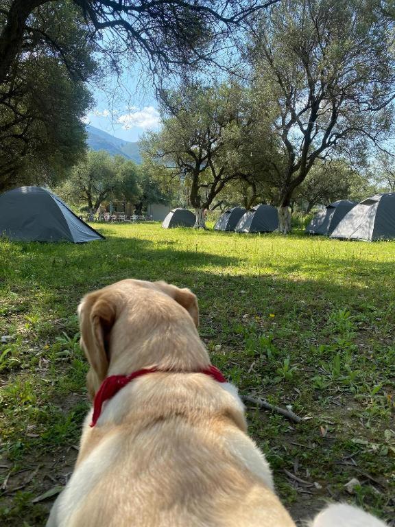 Cika's Camping Luxuszelt Borsh